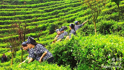 茶溪谷第 43 张图片