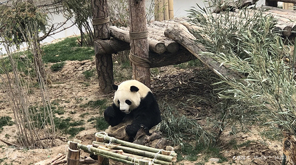 西宁熊猫馆第 3 张图片