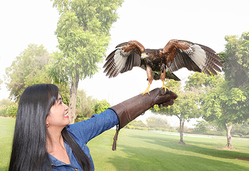 迪拜海豚馆第 16 张图片