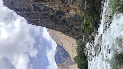 千年菩提树第 1 张图片