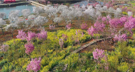 岳阳樱花园第 55 张图片