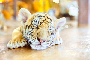 苏梅水族馆和老虎园