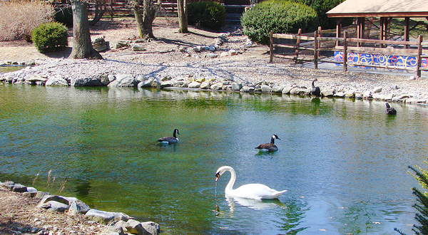 埃德蒙顿河谷动物园