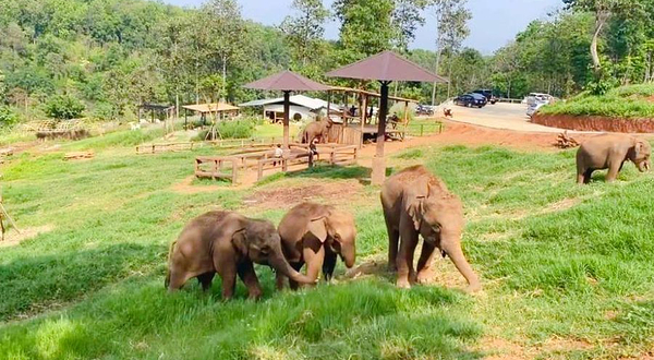 大象精品咖啡庄园