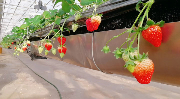 汇源生态农业园区