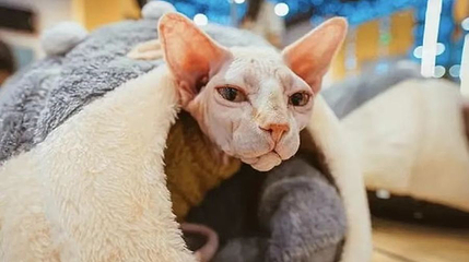 猫咪博物馆(咸阳丽彩万达店)第 1 张图片