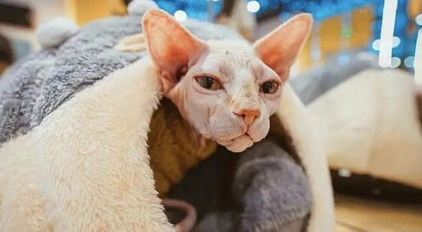 猫咪博物馆(咸阳丽彩万达店)