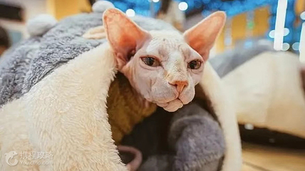猫咪博物馆(咸阳丽彩万达店)第 3 张图片