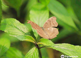 尼亚加拉公园蝴蝶馆