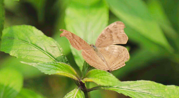 尼亚加拉公园蝴蝶馆