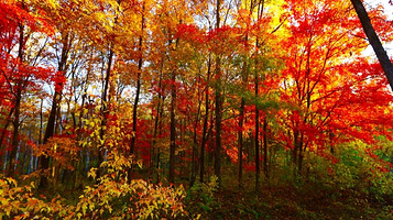 吉林红叶岭国家森林公园