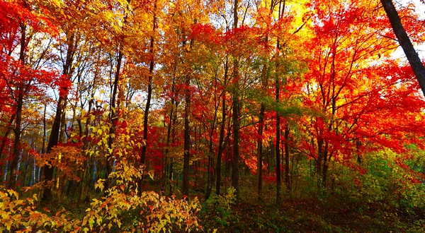 吉林红叶岭国家森林公园