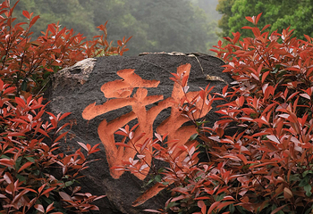 龙坞仙境第 60 张图片