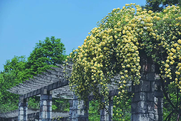 南京中山植物园第 16 张图片