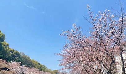 云浮樱花园第 1 张图片