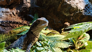 珠海活体昆虫博物馆