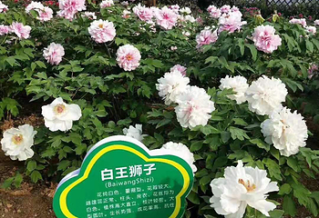 神农牡丹谷第 11 张图片