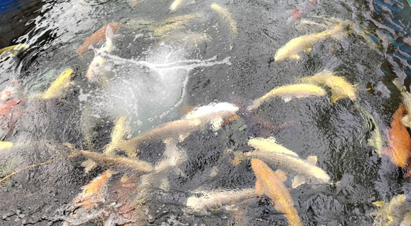 锦鲤文化主题公园