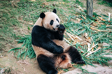 下渚湖熊猫园第 8 张图片