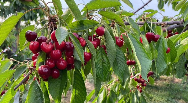 封龙山旭亚樱桃采摘园