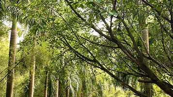 广东大王山国家森林公园