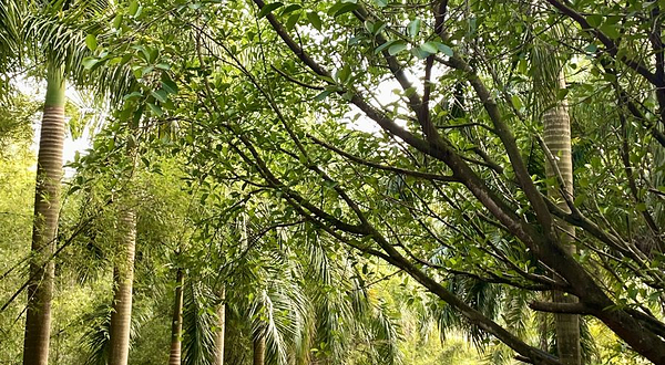 广东大王山国家森林公园