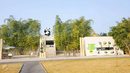 国际竹艺城景区-熊猫馆第 3 张图片