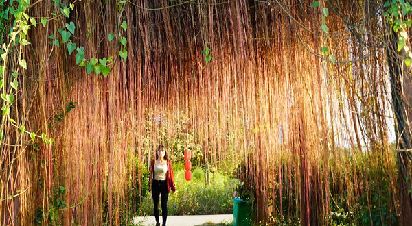 布谷鸟生态乐园