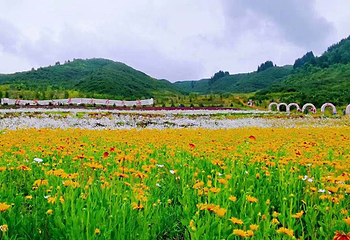 边麻沟花海第 3 张图片