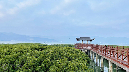 红树林景区第 4 张图片