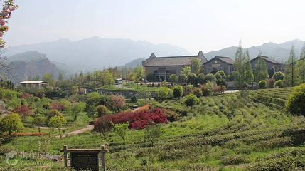 中国藏茶村第 2 张图片