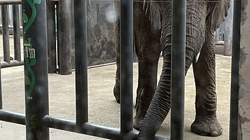 鄂尔多斯野生动物园-大象馆