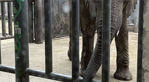 鄂尔多斯野生动物园-大象馆