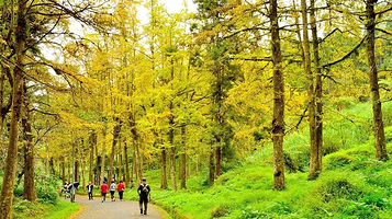 溪头森林游乐区