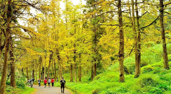 溪头森林游乐区