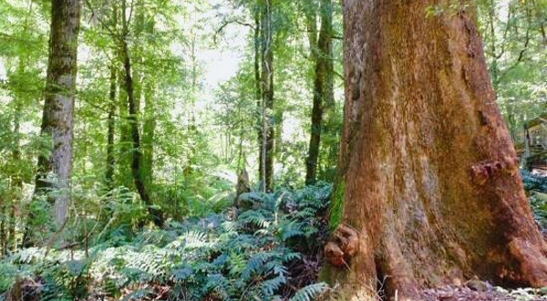 Warburton Rainforest Gallery