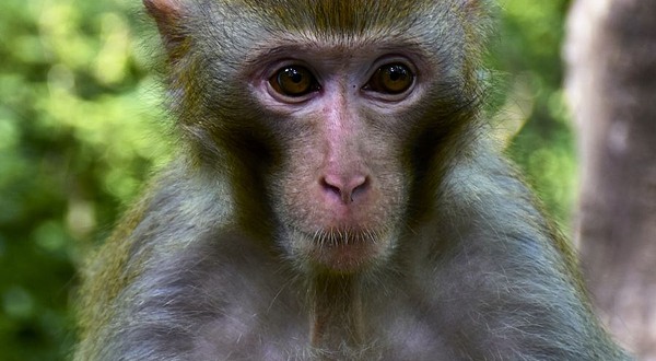 猕猴谷-猕猴表演区