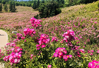 秦岭国家植物园第 25 张图片