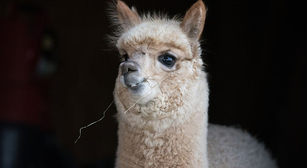 神兽羊驼主题馆