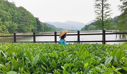 九真山风景区第 61 张图片