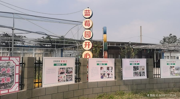 蓝莓园开心农庄