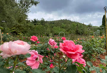 名花谷第 27 张图片