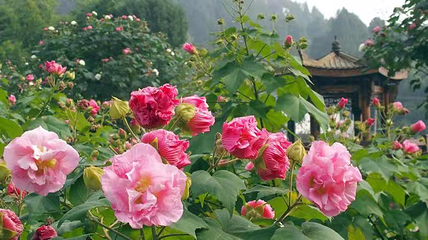 鲜花山谷第 16 张图片