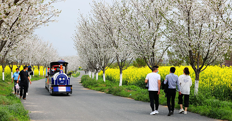 盛世闻樱旅游景区第 22 张图片