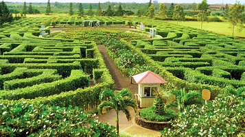 都乐菠萝种植园