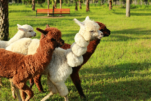 广东大虫生态动物乐园