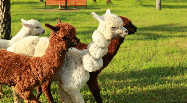 广东大虫生态动物乐园