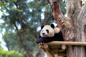 马德里动物园·水族馆