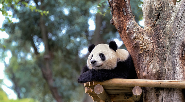 马德里动物园·水族馆