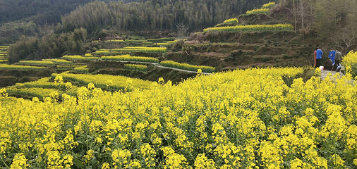 婺源风景区第 75 张图片